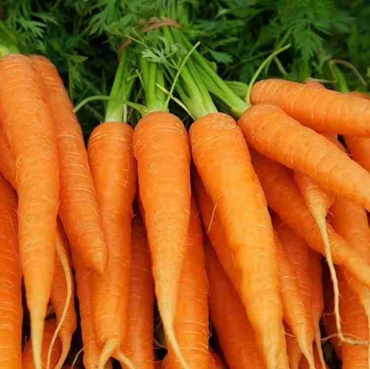 Orange Gajar