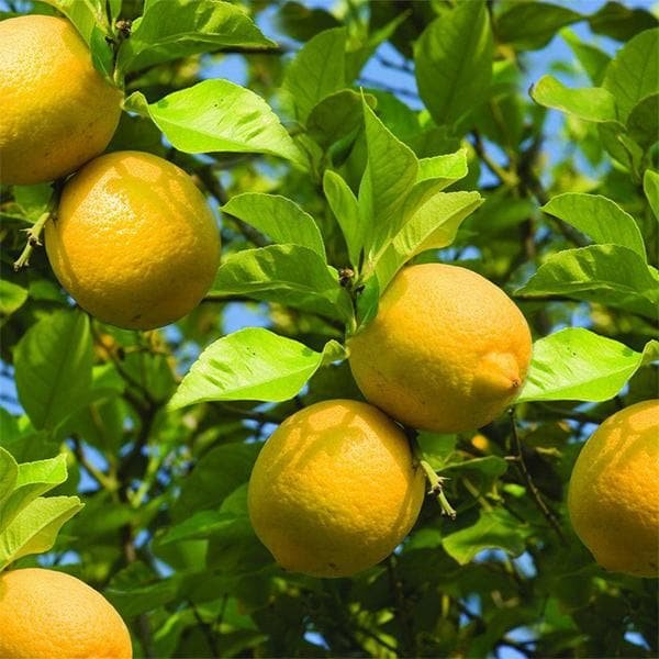 Nimbu [Lemon]