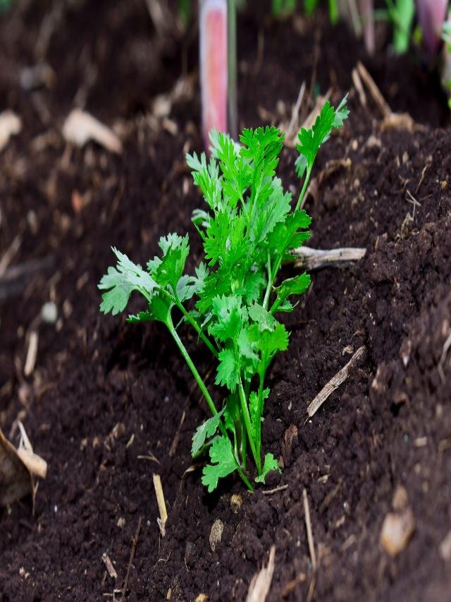 Dhaniya [Coriander]