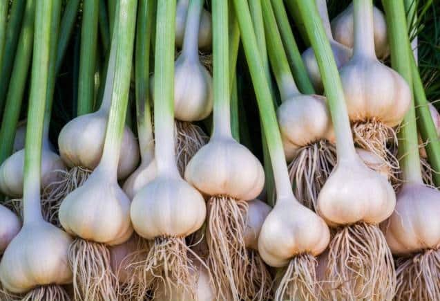 Hara lehsun [Green garlic]