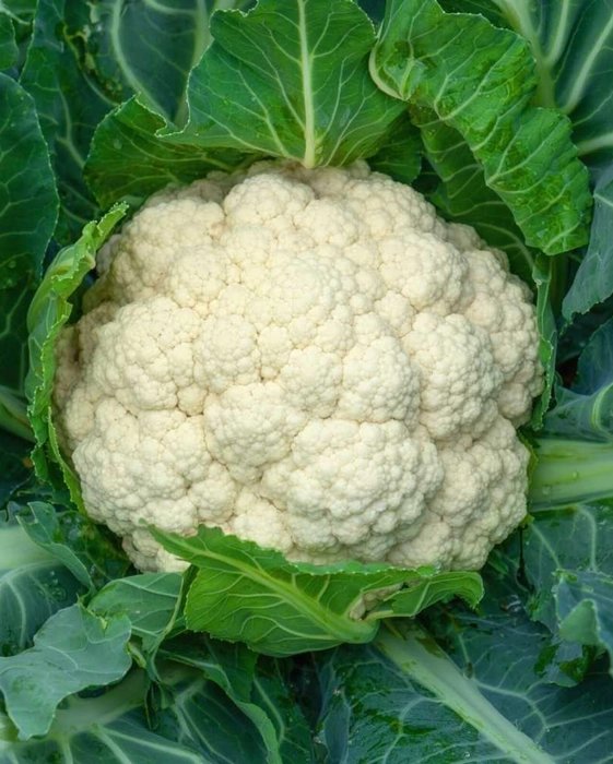 Phoolgobhi [Cauliflower]