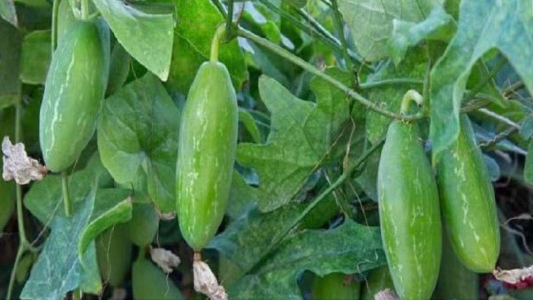 Kundru [lvy Gourd]