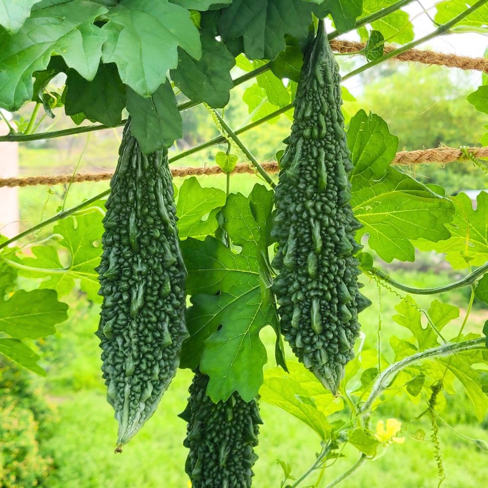 Karela [Bitter Gurad]
