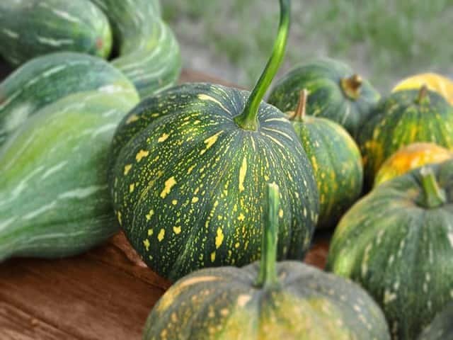 Kaddu [Pumpkin]