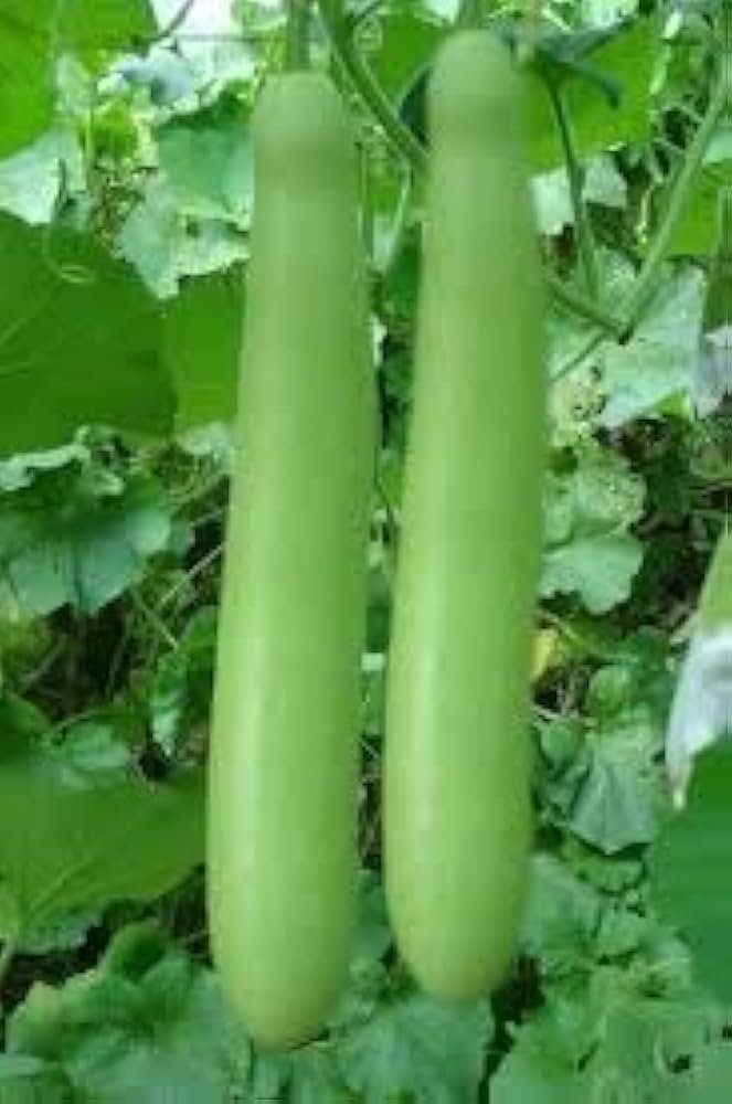 Lauki [Bottel Gourd]