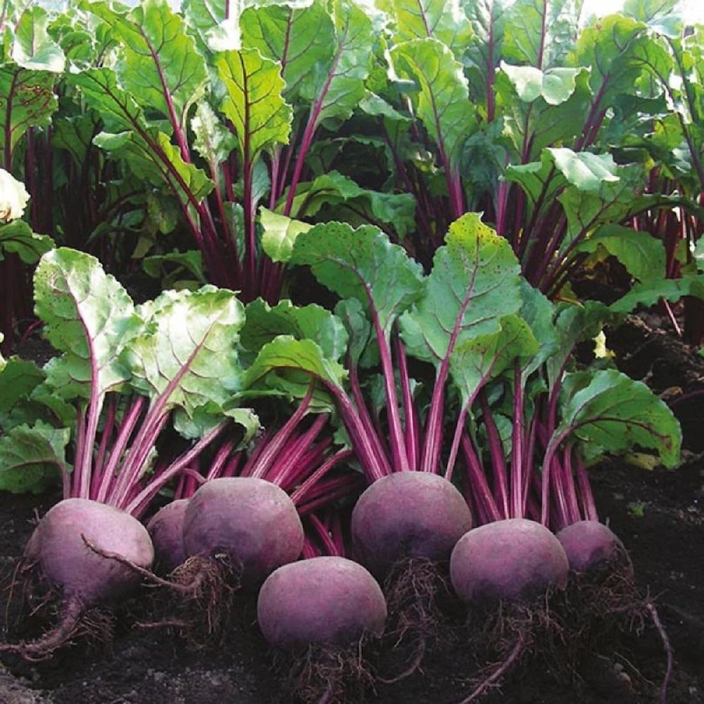Chukandar [Beetroot]