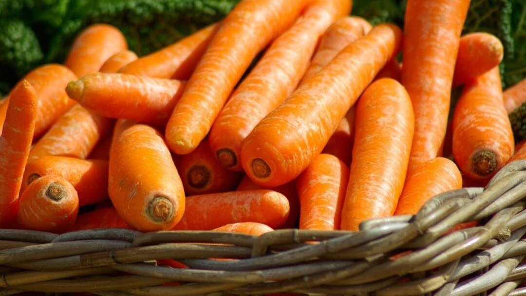 Gajar [Orange Carrot]