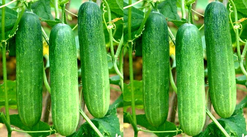 Kheera [Cucumber]
