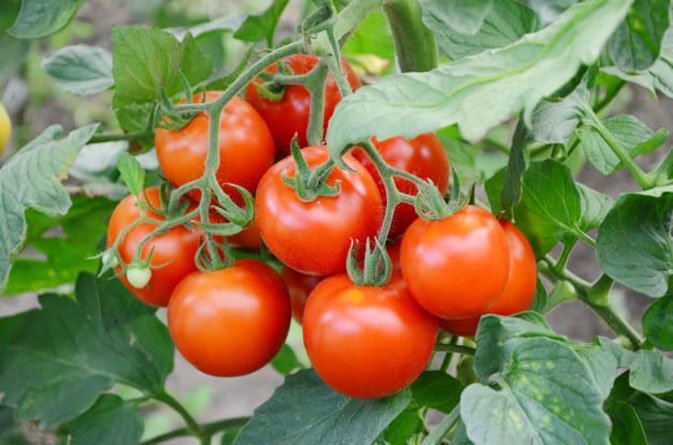 Tamatar [Tomato]