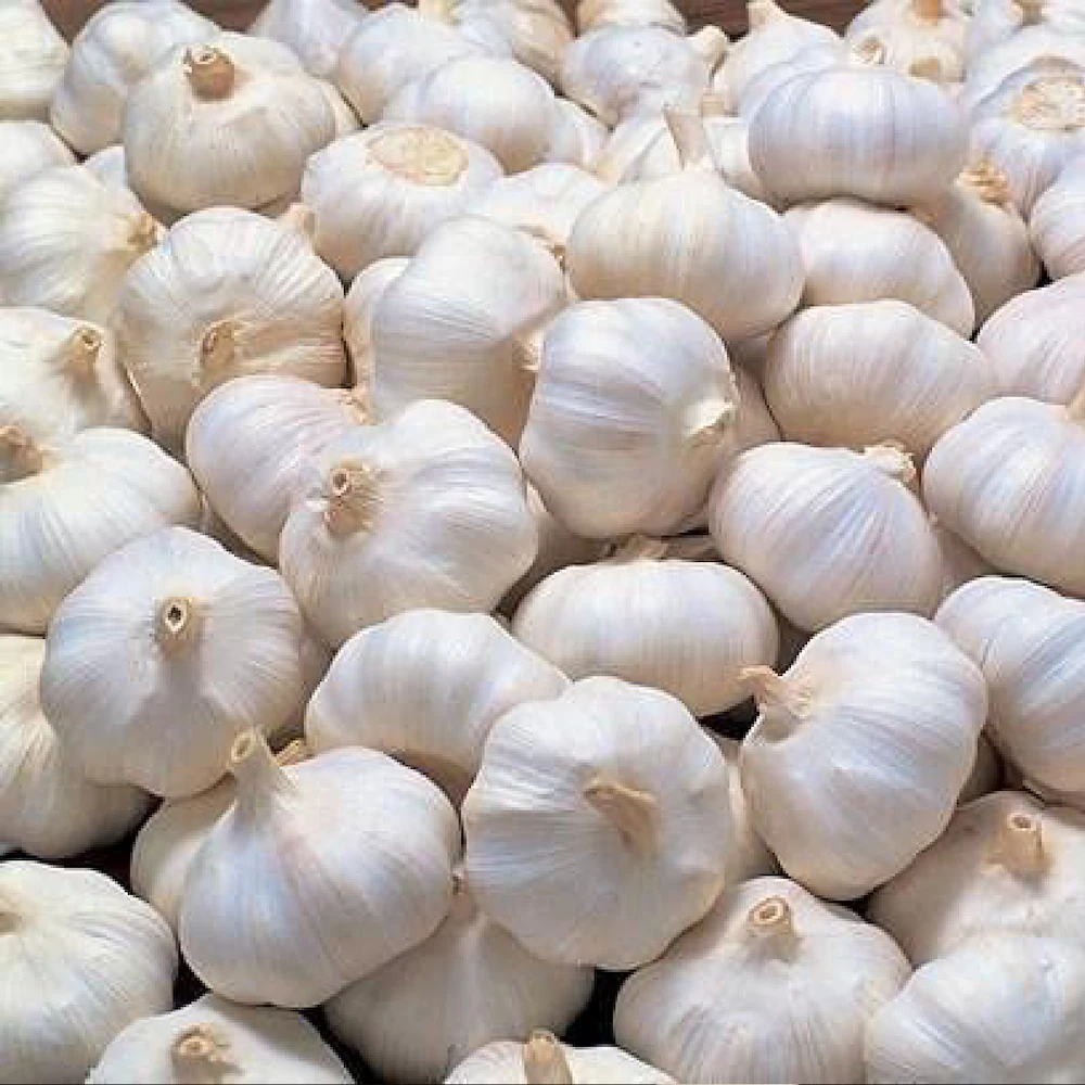 Lehsun [Garlic]