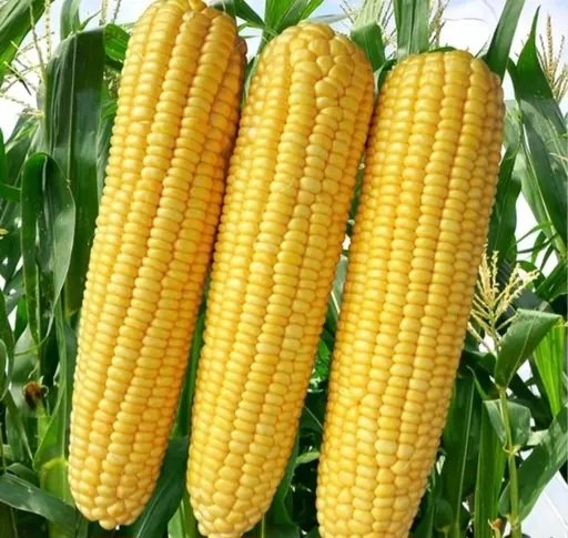 Sweet corn